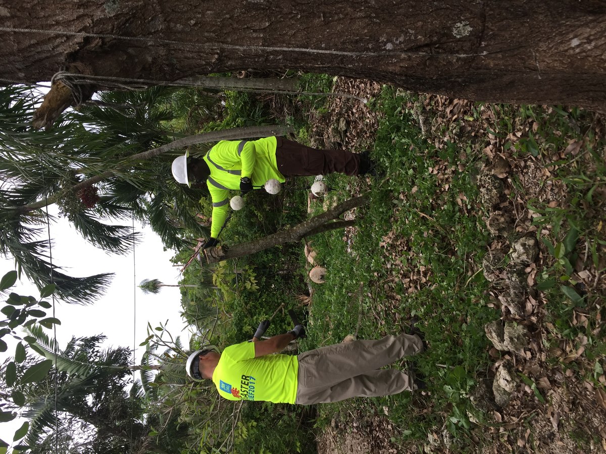 Two workers in matching neon-lime branded company shirts trimming a fallen palm trunk in a tropical residential yard.